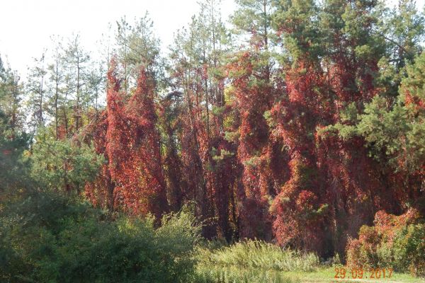 herfst22C55912-7FD7-7638-BAB5-80F2BD1F48D2.jpg